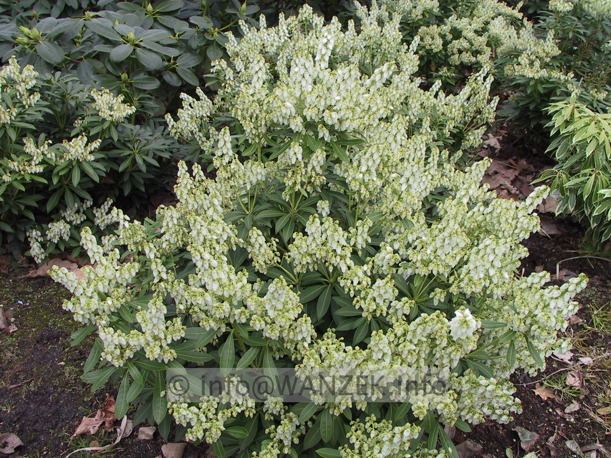 Pieris japonica Debutante 02.JPG